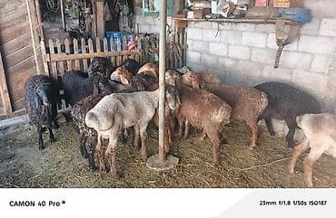 Үй жаныбарлары: Сатам | Кочкор (эркек) | Аргын | Көбөйтүү үчүн — 3