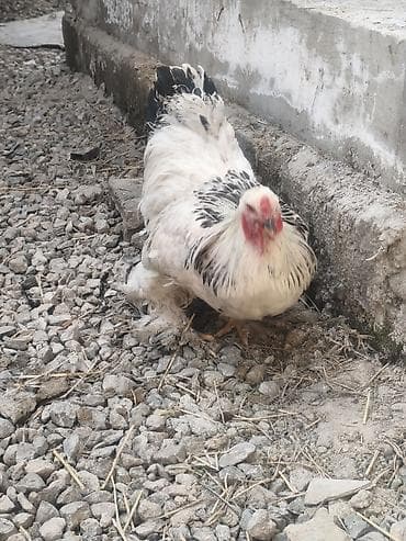 Продаю | Петух | Брама | Для разведения
