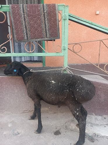 цена пшеницы в бишкеке 2022: Продаю | Ягненок | На забой — 3