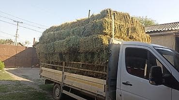Клевер аралаш доставка есть цена 270с at lalafo.kg Клевер аралаш доставка есть цена 270с