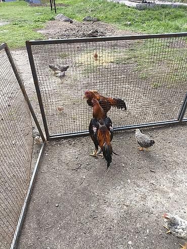 ош мышык: Сатам | Короздор | Тебиштирүүчү | Көбөйтүү үчүн — 2