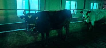 Кошки: Продаю | Корова (самка) | Для молока | Привязанные — 6