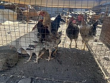 Үй жаныбарлары: Сатам | Тооктор | Үй | Көбөйтүү үчүн — 1