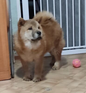 Чау-чау, 5 айлык, Эркек, Эмделген lalafo.kg да Чау-чау, 5 айлык, Эркек, Эмделген