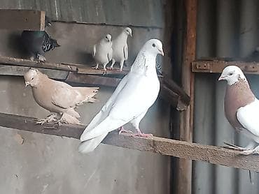 попугай разговаривающий: Продам крупного самца играет столб 2/3 раза бьет, лет тоже хороший — 1