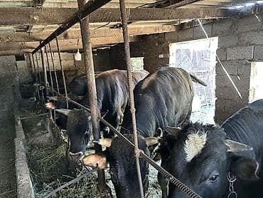 2жаш кунан: Продаю | Бык (самец) | На откорм, На забой | Привязанные — 2