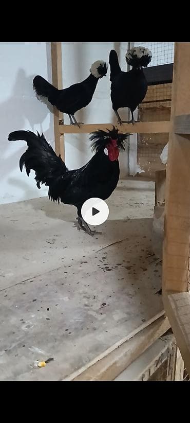 породы кур: Продаю | Куры | Для разведения — 1