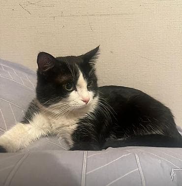 Proton: Беспородная, 1 год, Мальчик, Черный, Метис, Приучена к лотку, Проглистована — 6