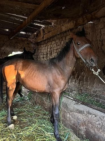 живой вес: Продаю | Жеребец | Полукровка | Рабочий — 6