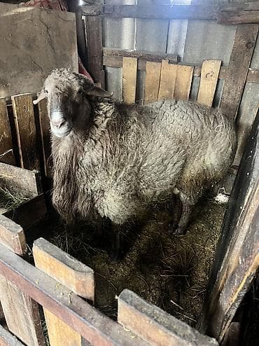 А/ч жаныбарларын сатам: Сатам | Кочкор (эркек) — 9