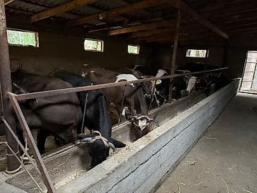 ара цена: Продаю | Корова (самка) | Полукровка | На откорм, На забой | Не стельные — 6