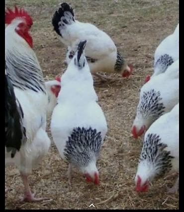 Животные: Продаю | Цыплята | Суссекс | Для разведения — 2