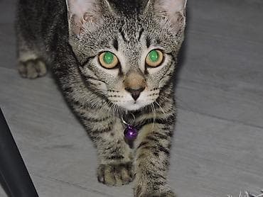 котята сфинкс: 5 месяцев, Мальчик, Метис, Приучена к лотку, Проглистована — 1