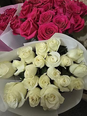 тульпан оптом: Продам дёшево — 2