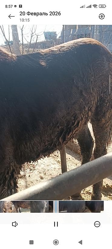 акыр сатам: Сатам | Музоо | Бордоп семиртүү үчүн — 2