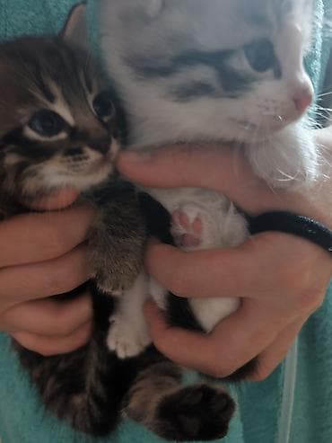 отдам кота даром: Котята, 2 малыша из одного помёта: - Окрас: один тигровый табби с — 1