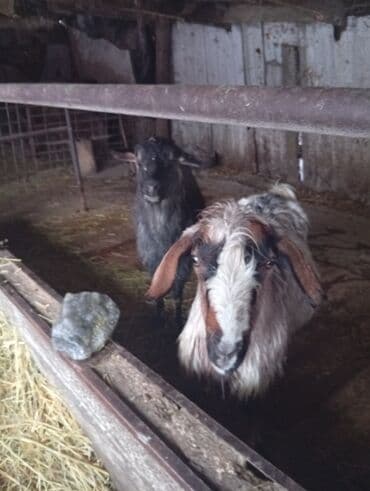 продам сельхоз животных: Продаю | Коза (самка) | Для молока — 5