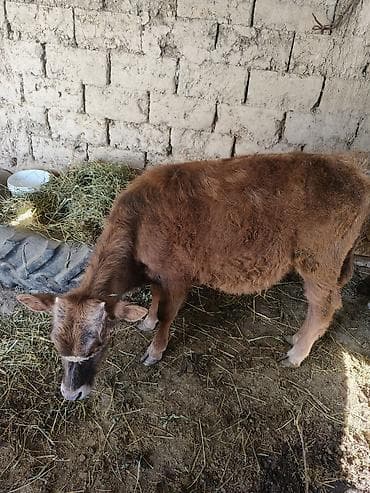 Айыл-чарба жаныбарлары: Сатам | Бука (эркек) — 1