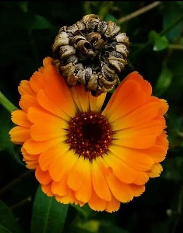 Томат: Семена томата «Гигант мясистый» (розово‑красный бифтомат, салатного at lalafo.kg — 7 Томат: Семена томата «Гигант мясистый» (розово‑красный бифтомат, салатного — 7