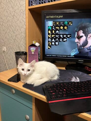 Собаки: 2 месяца, Девочка, Белый, Приучена к лотку, Проглистована — 2