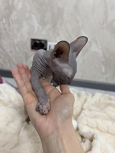 канадский сфинкс цена: Сфинкс, 2 месяца, Девочка, Серый, Приучена к лотку — 2