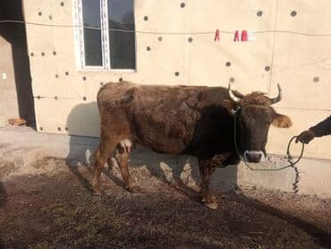 Продаю | Корова (самка) | Для молока | Привязанные
