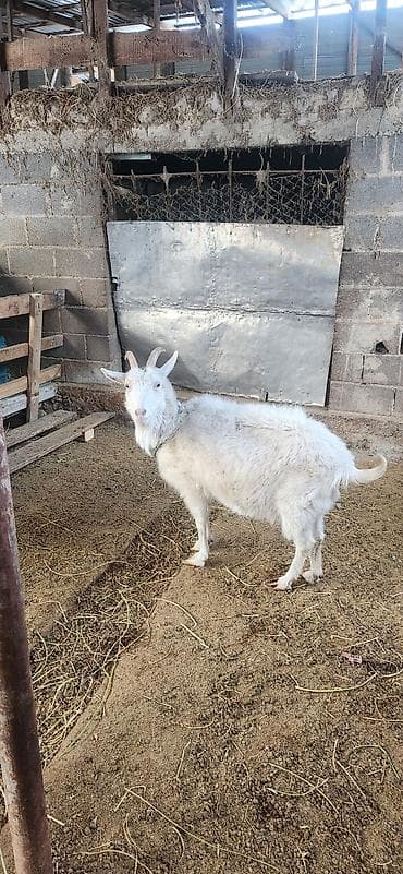 коза молочная купить: Продаю | Коза (самка) | Полукровка | Для разведения — 2