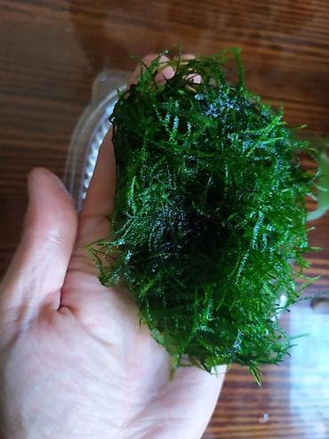 купить живых раков: Яванский мох - порция на фото - Классическое неприхотливое — 1