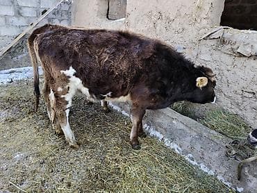 карпова с теленком: Продаю | Музоо, торпок | Полукровка | На откорм | Привязанные — 5