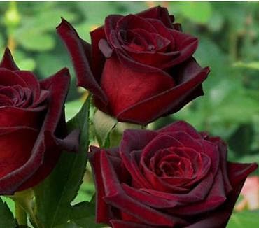 декоративный цветок: Саженцы — 4