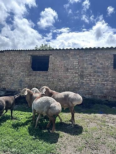 самоед купить: Продаю | Баран (самец) | Гиссарская, Арашан | На забой, Для разведения — 5
