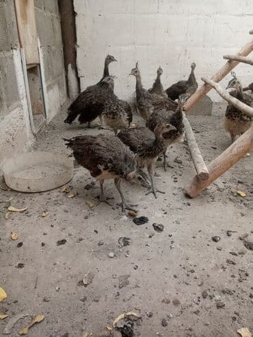 Собаки: Продаю подростков индийских павлинят этого года парами и по — 5