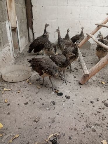 Кошки: Продаю подростков индийских павлинят — 1