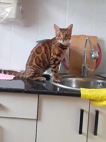 бенгальская домашняя кошка: Бенгал на вязку Особенности: - Крупные выразительные глаза, широкие — 2