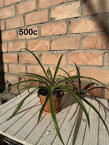 фиалки купить: Комнатные растения в горшках и срезы: 1) Спатифиллум крупный в белом — 2