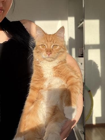 Животные: 8 месяцев, Мальчик, Метис, Приучена к лотку, Проглистована — 1