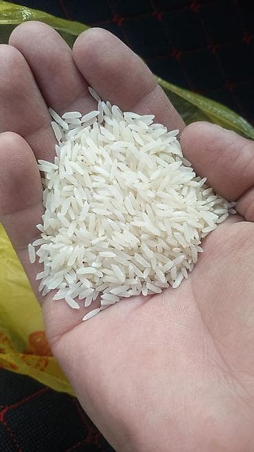 Комнатные растения: ТАШКЕНТСКИЙ ЛАЗЕР!!! ПРЯМАЯ ДОСТАВКА!!! — 1