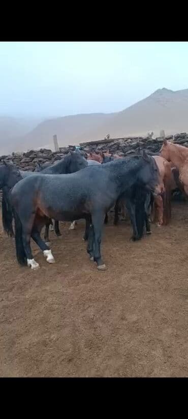 бордер коли собака: Продаю | Кобыла (самка) | Для разведения | Племенные — 9