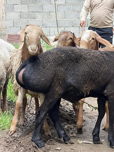 осеменитель: Продаю | Баран (самец) | На забой | Осеменитель — 2