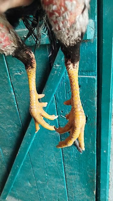 пропала собака хаски: Продаю | Петух | Бойцовая | Для разведения — 5