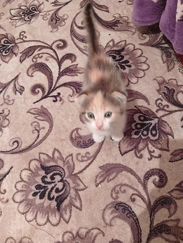 scottish fold: Котята, домашнее потомство. - Порода: беспородные (домашние). - — 9