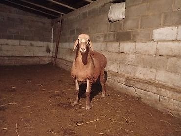 каракол животное: Сатам | Козу, Кочкор (эркек) | Арашан | Көбөйтүү үчүн | Асыл тукумдуу — 2