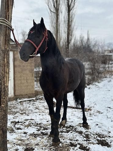 английский айгыр: Продаю | Конь (самец) | Полукровка | Для разведения, Конный спорт — 2