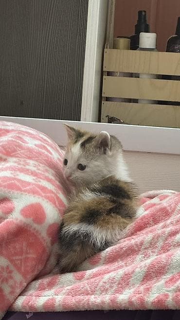 Продажа кошек: Котёнок трёхцветный (черепахово-белый) с яркими пятнами: белая — 2