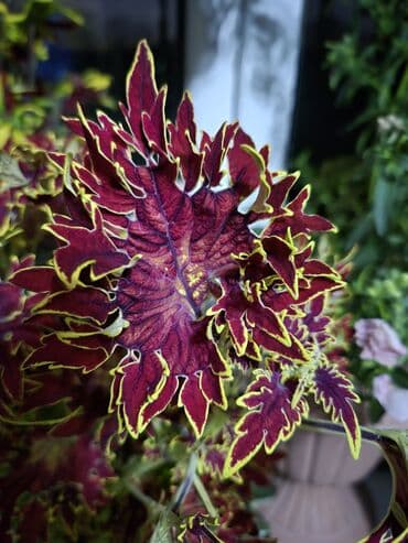 кислород для аквариума: Колеусы. Разные сорта . Сингониум . Свежий срез — 31