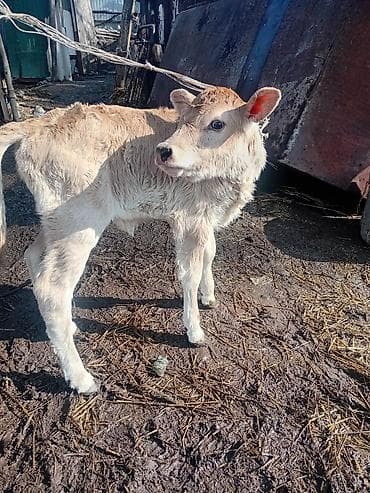 Айыл-чарба жаныбарлары: Сатам | Музоо | Аргын | Жасалма уруктандырылган — 5