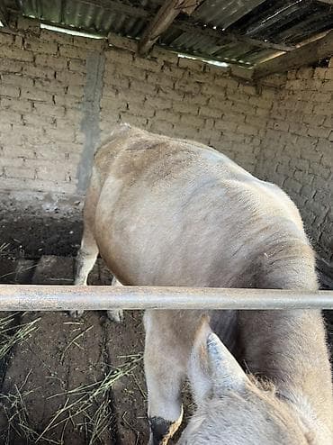 бамбуковая мышь: Продаю | Музоо, торпок | Швицкая | На откорм | Искусственник — 6