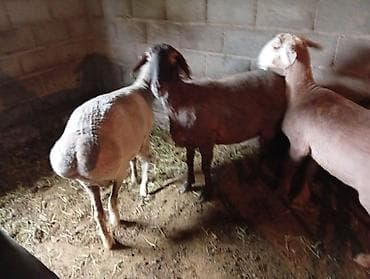 ящик ош: Сатам | Ургаачы кой (ургаачы) | Көбөйтүү үчүн | Ургаачы — 2