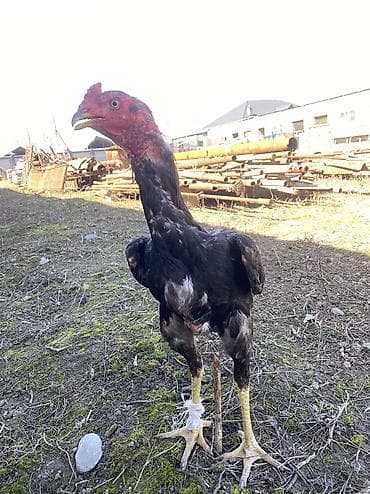 ара цена: Дакан пять месяцев продается Срочно срочно срочно !!!!!!!!!!! — 2