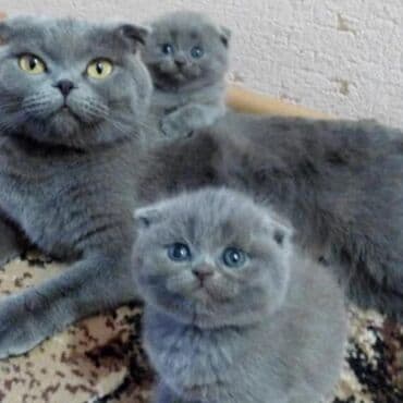 сколько стоит собака далматинец: Скотиш Фолд (Шотландская вислоухая), 1 месяц, Девочка, Голубой — 4